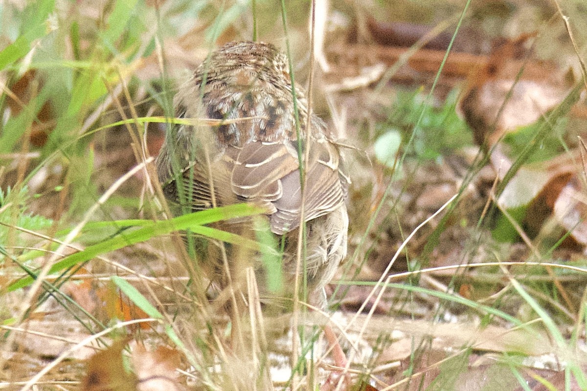 Bachman's Sparrow - ML642926478
