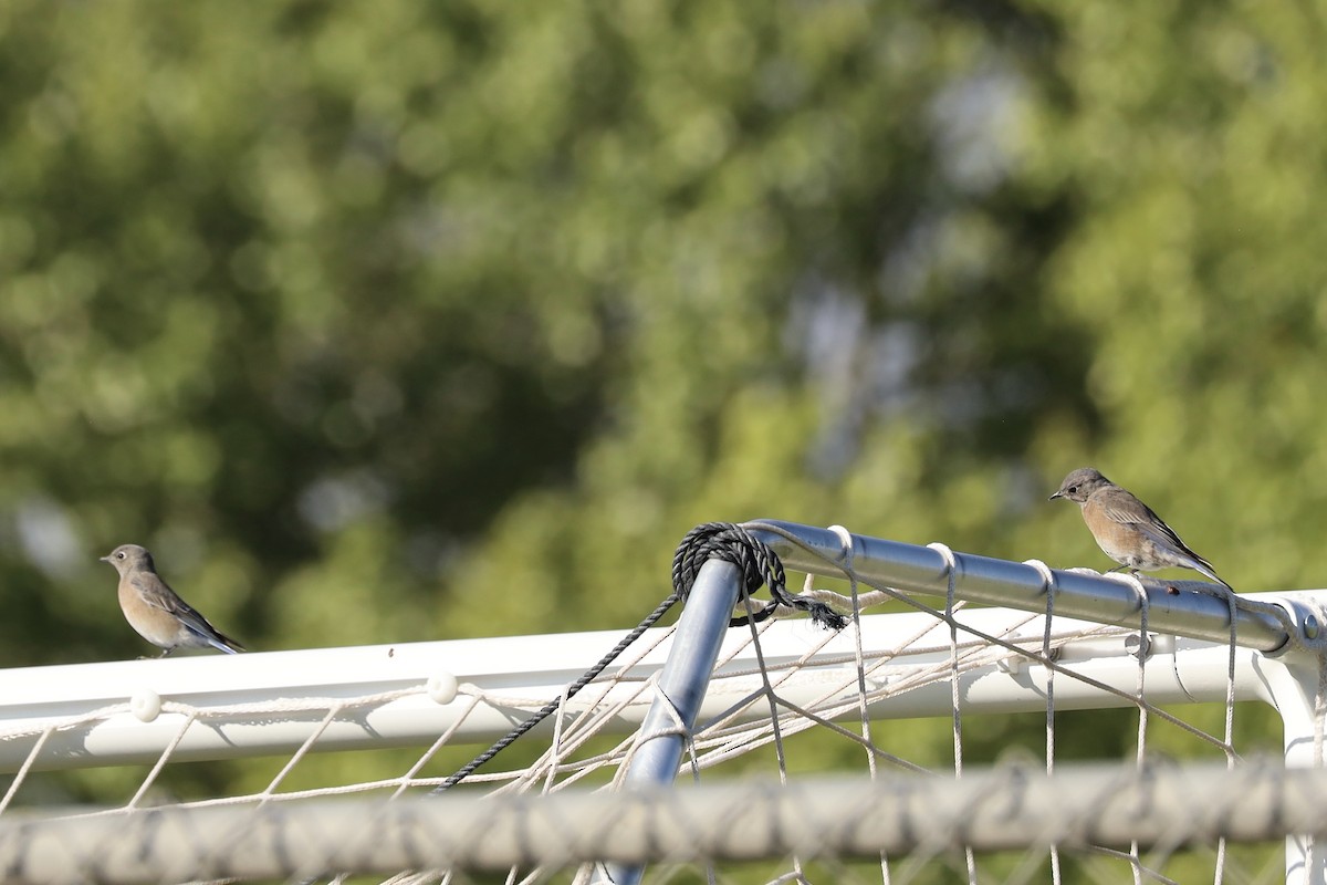 Western Bluebird - ML642926479