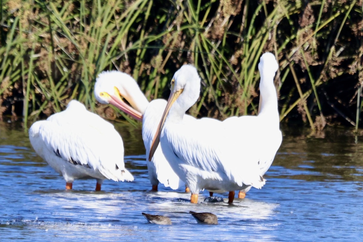 American White Pelican - ML642926481