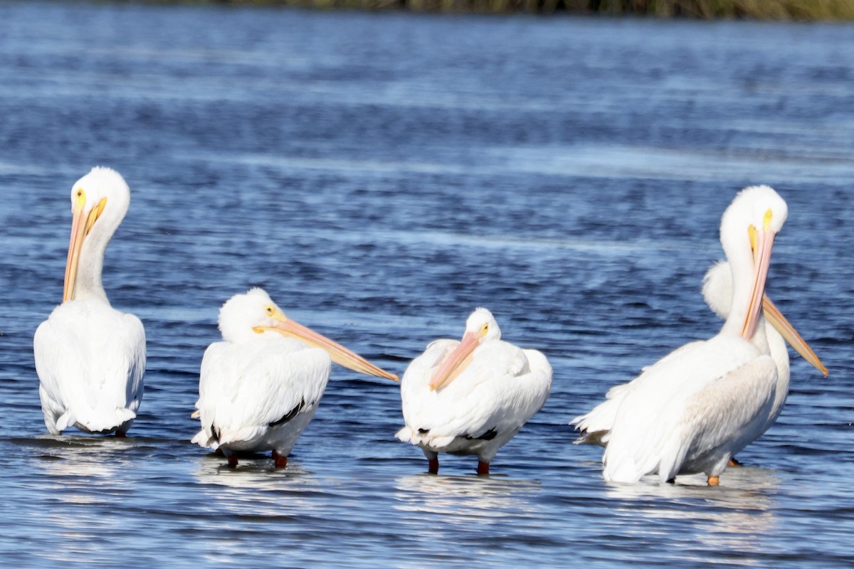 American White Pelican - ML642926482