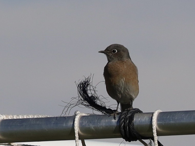 Western Bluebird - ML642926483