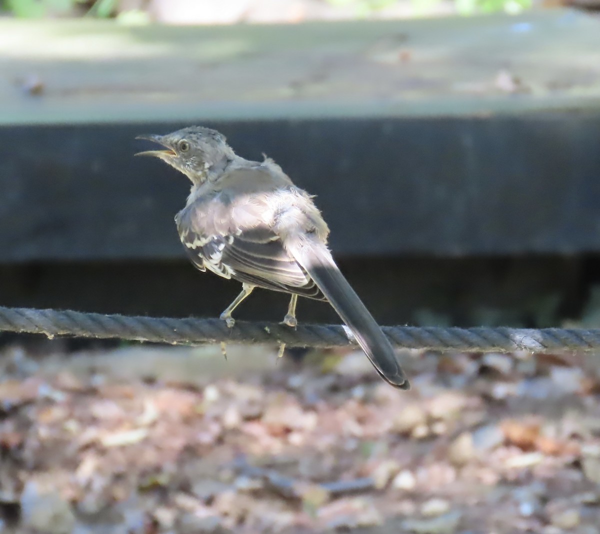 Northern Mockingbird - ML642926488