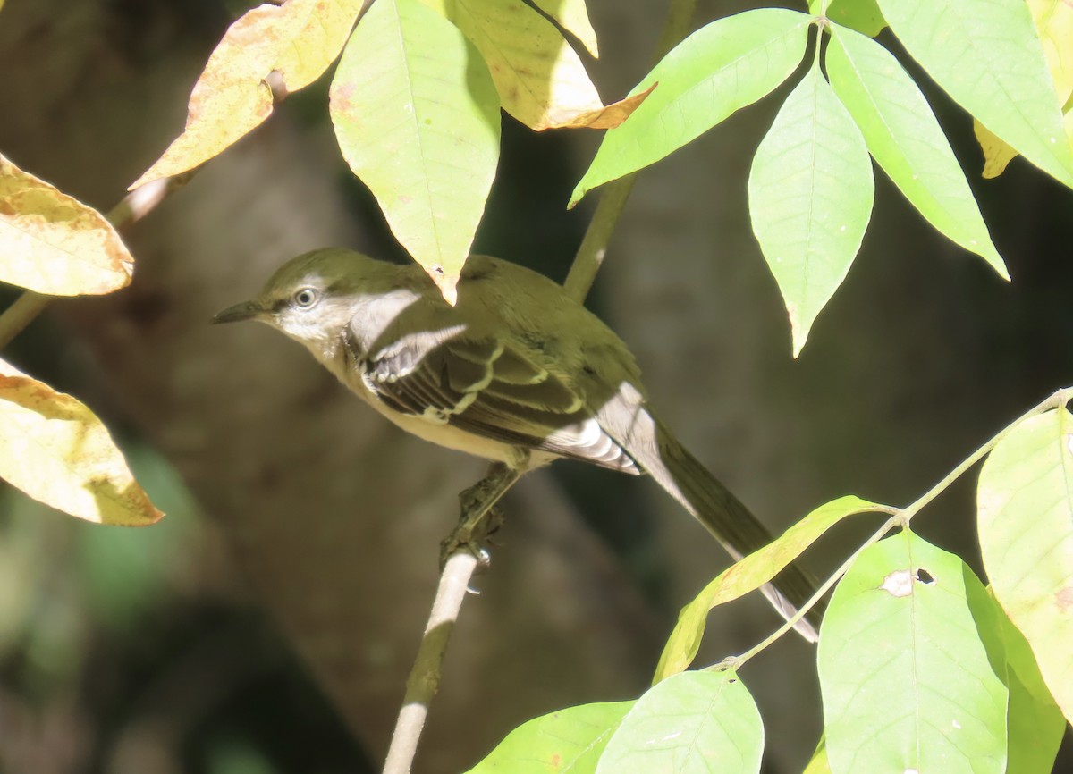 Northern Mockingbird - ML642926489