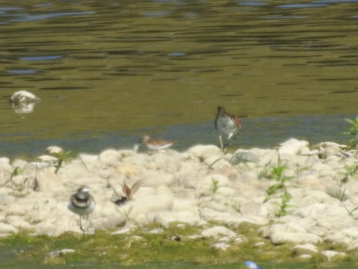 Sandstrandläufer - ML642926493