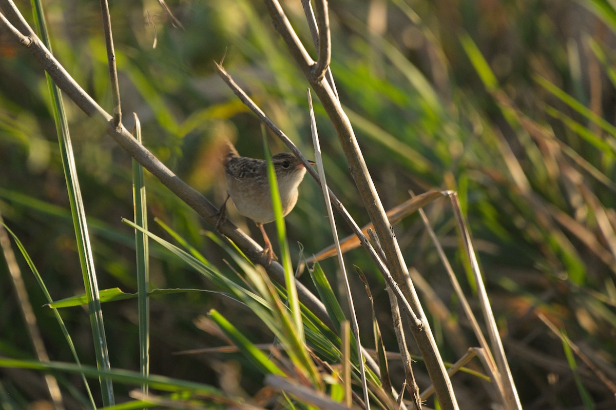 Sedge Wren - ML642926494