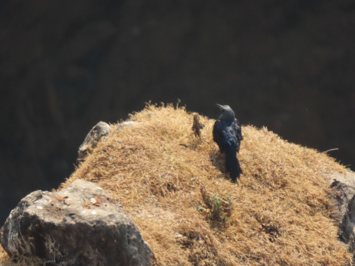 Red-winged Starling - ML642926495