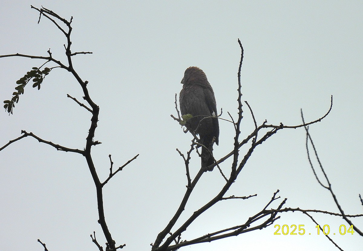 Grosbeak Weaver - ML642926523
