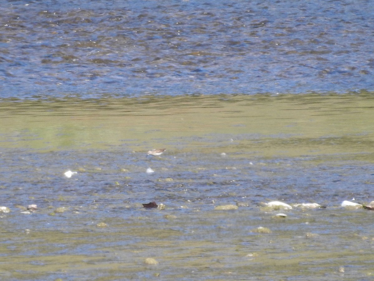 Sandstrandläufer - ML642926530