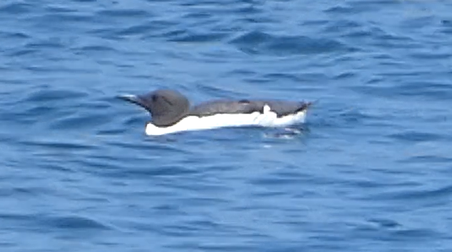 Common Murre - ML642926539