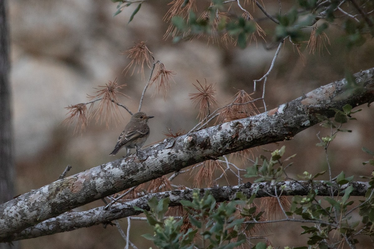 Spotted Flycatcher - ML642926558