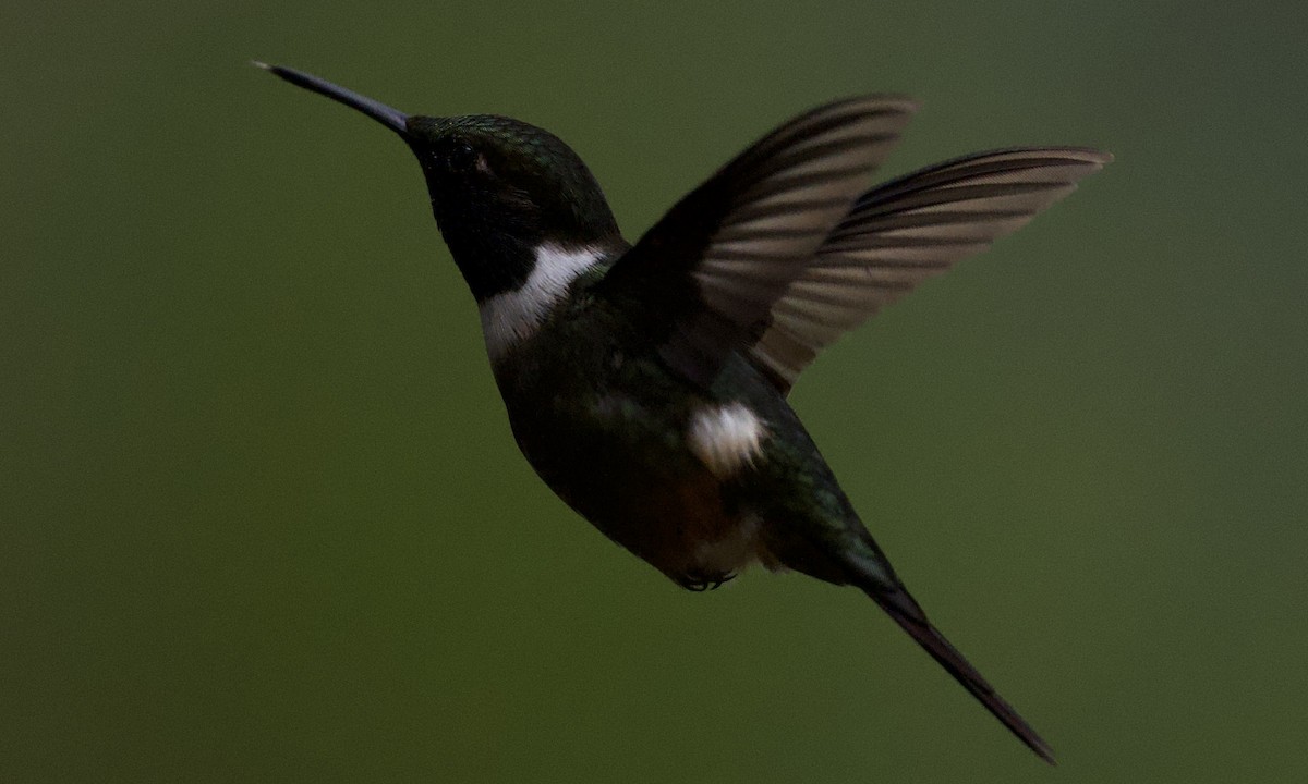 Purple-throated Woodstar - ML642926559