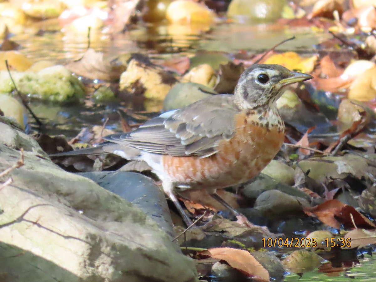 American Robin - ML642926562