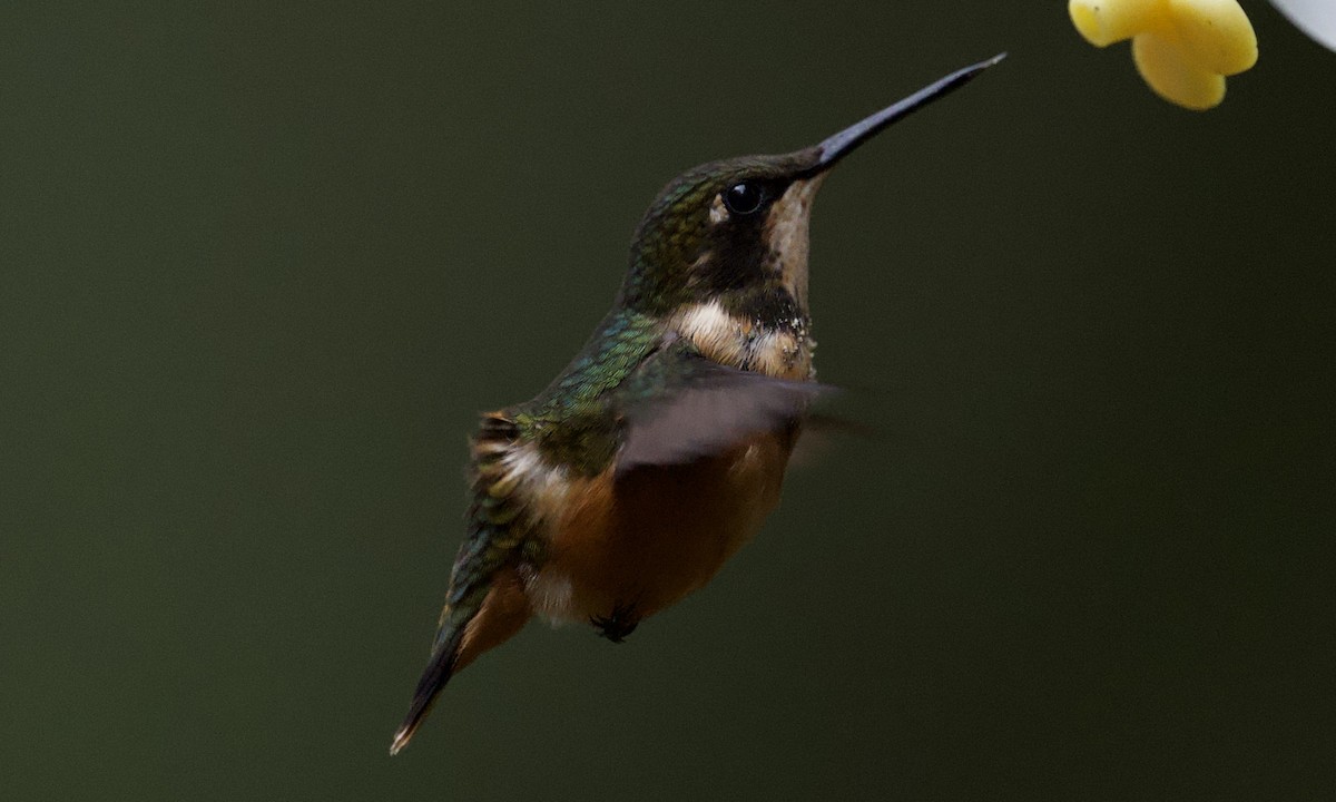 Purple-throated Woodstar - ML642926563