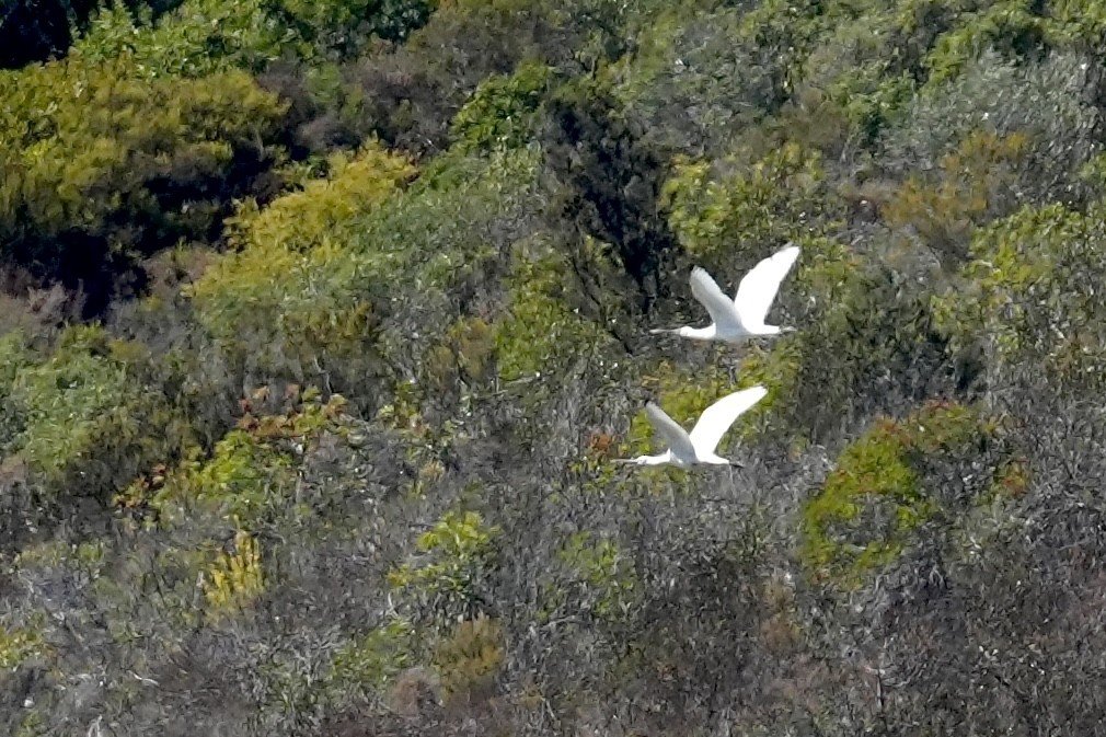 Eurasian Spoonbill - ML642926565