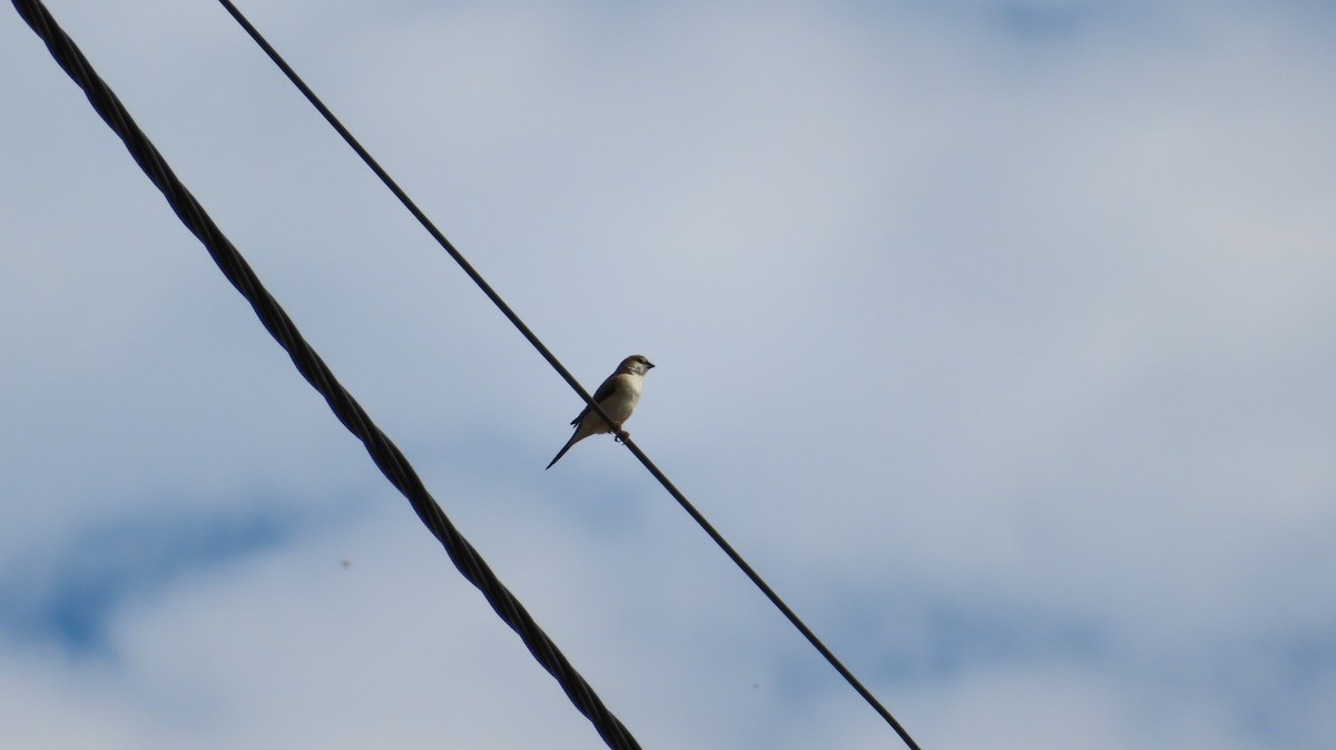 Indian Silverbill - ML642926607