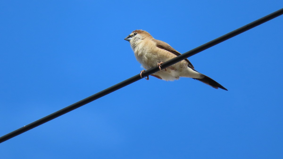 Indian Silverbill - ML642926608