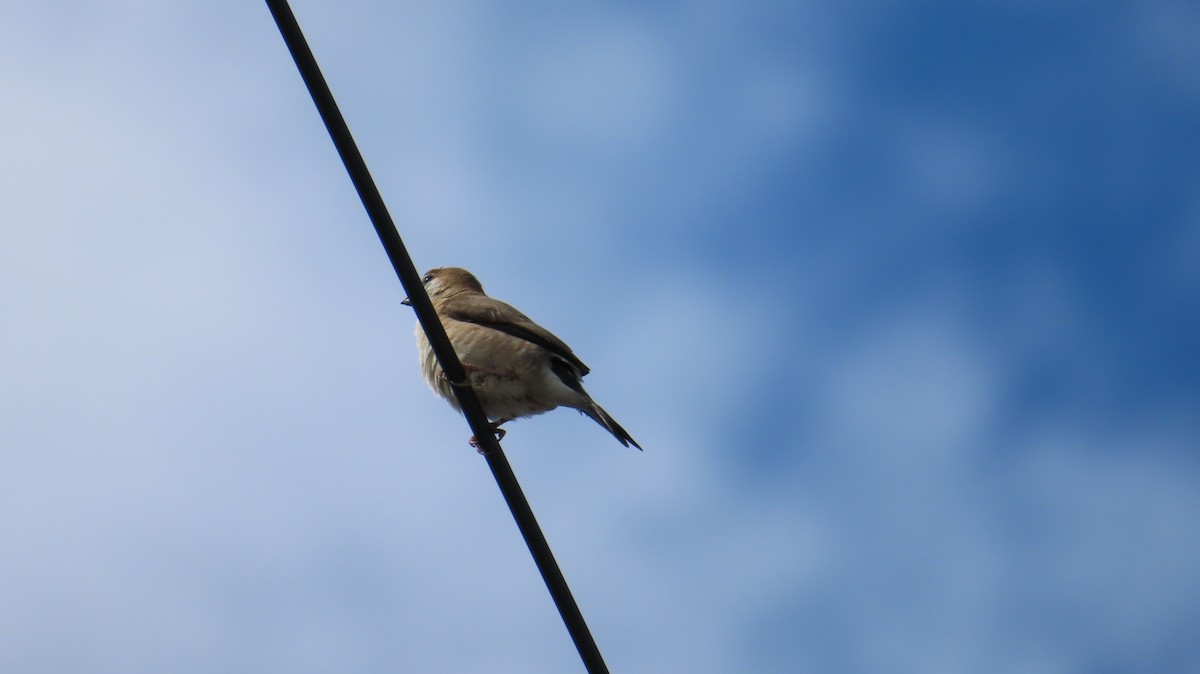 Indian Silverbill - ML642926609