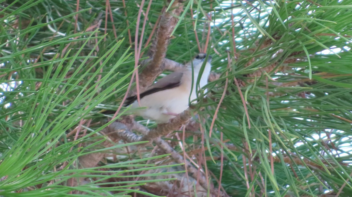 Indian Silverbill - ML642926611