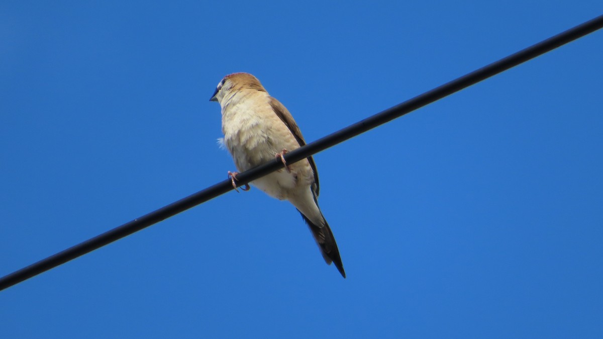 Indian Silverbill - ML642926612