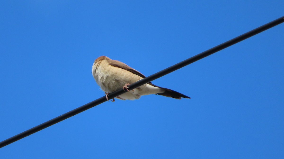 Indian Silverbill - ML642926613