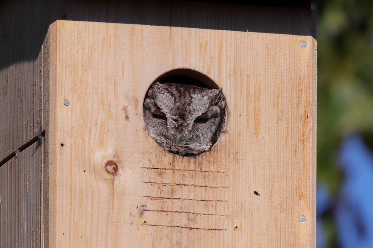 Eastern Screech-Owl - ML642926619