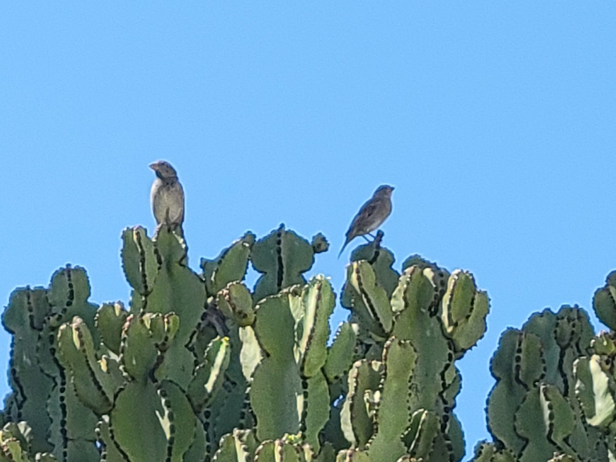 Spanish Sparrow - ML642926621