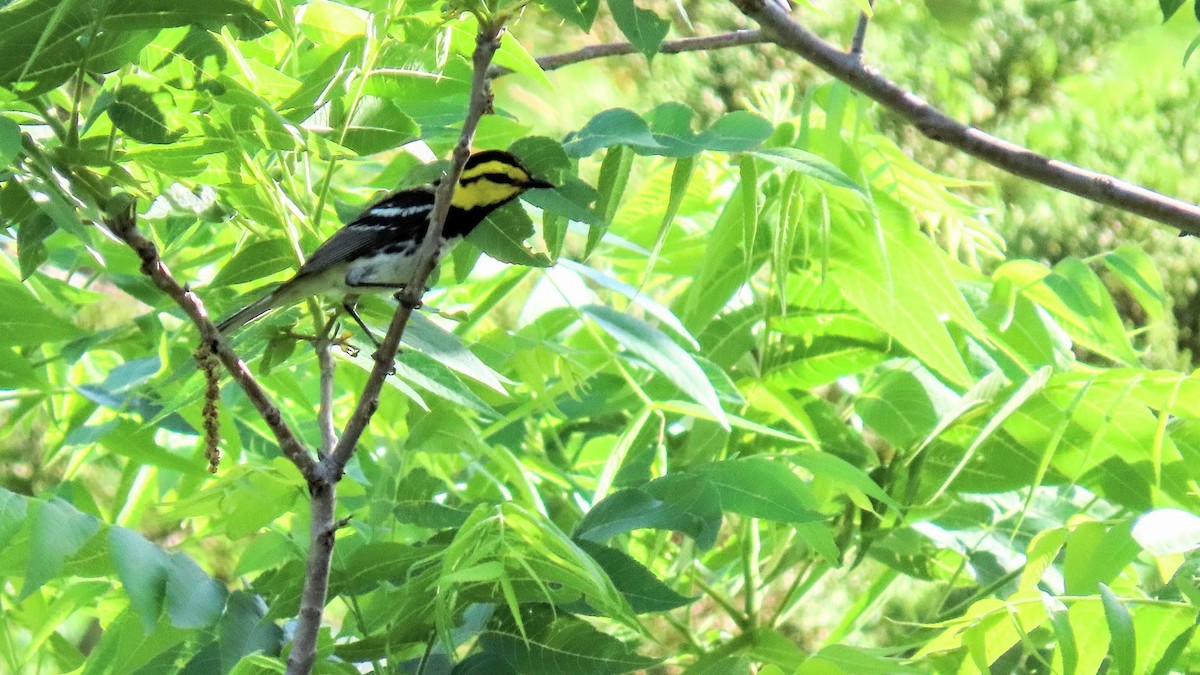 Golden-cheeked Warbler - ML642926631