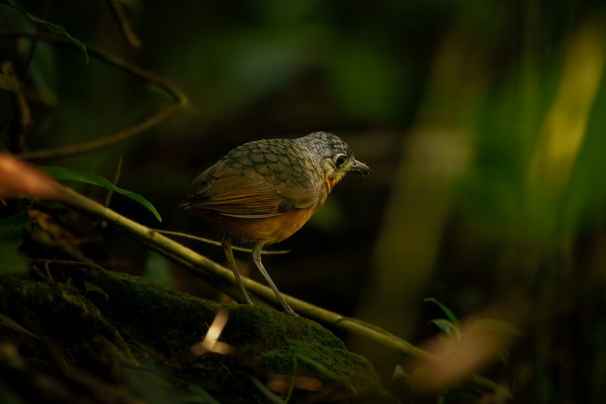 Scaled Antpitta - ML642926638
