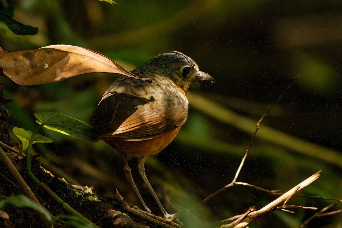 Scaled Antpitta - ML642926641