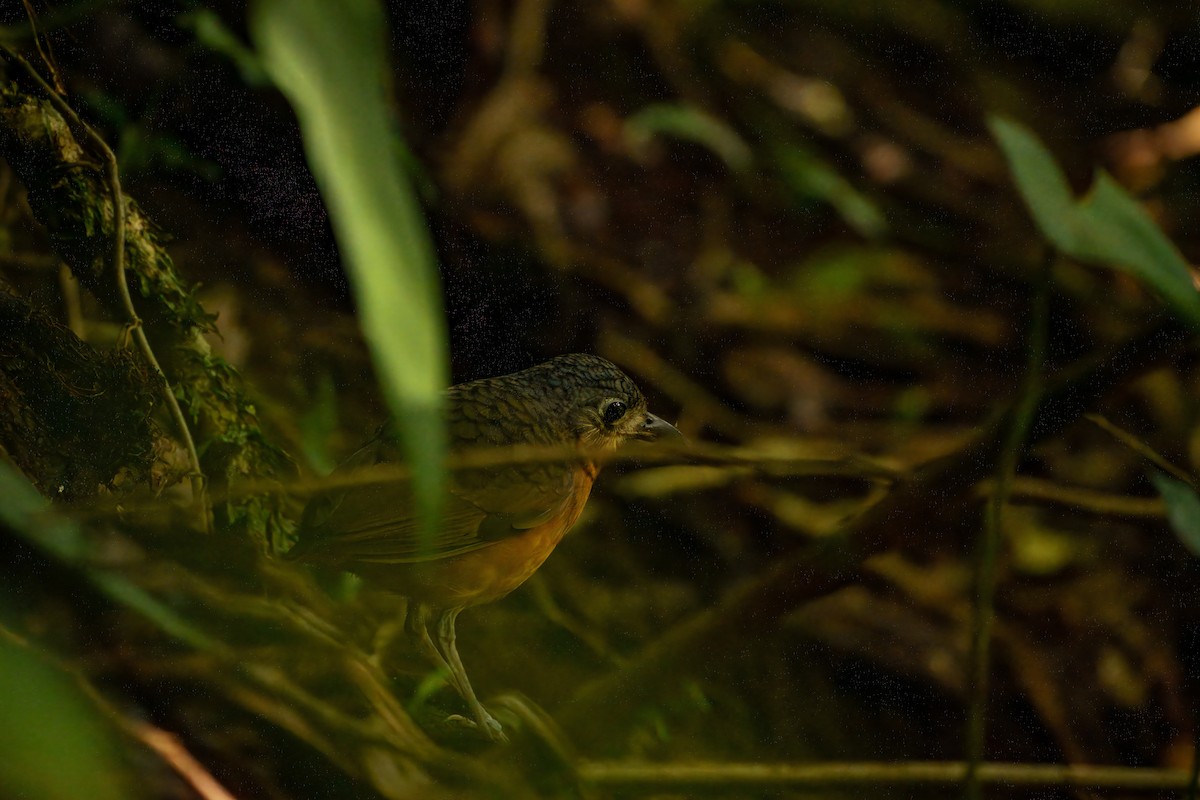Scaled Antpitta - ML642926642