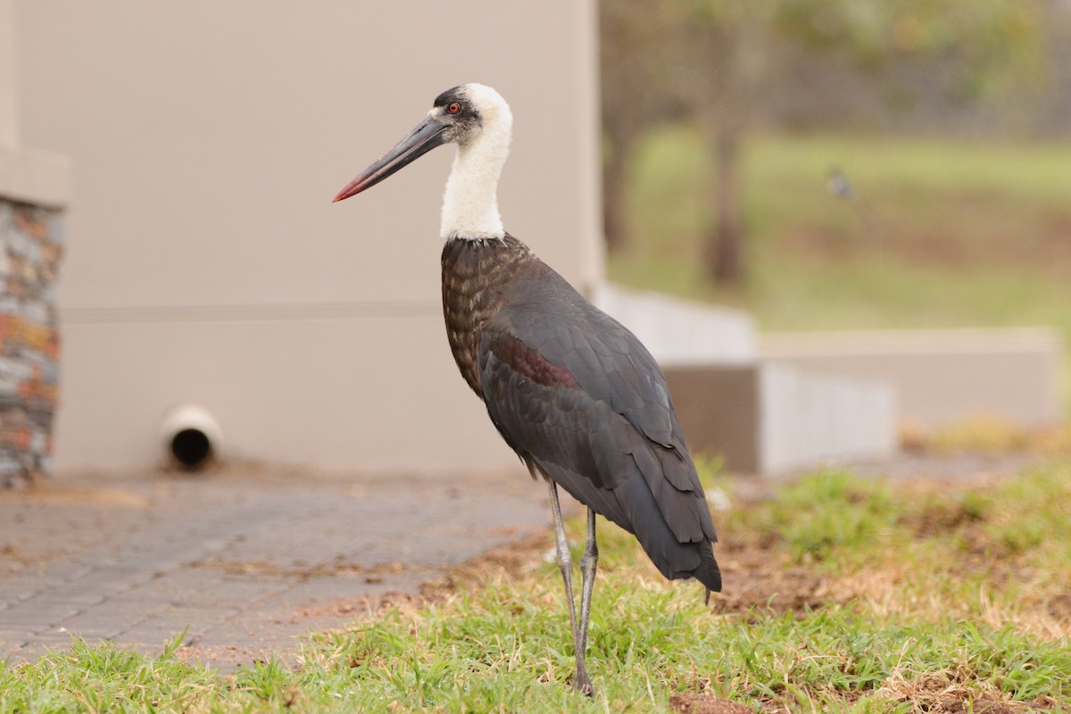 African Woolly-necked Stork - ML642926653