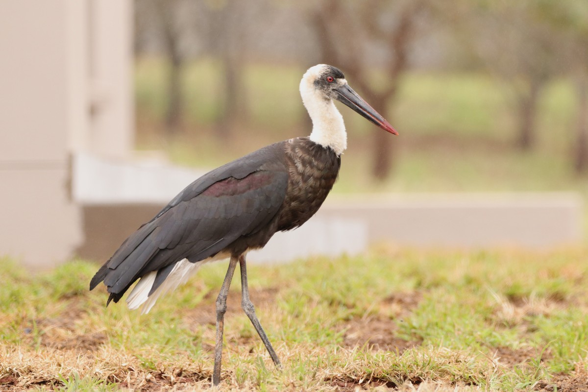 African Woolly-necked Stork - ML642926654