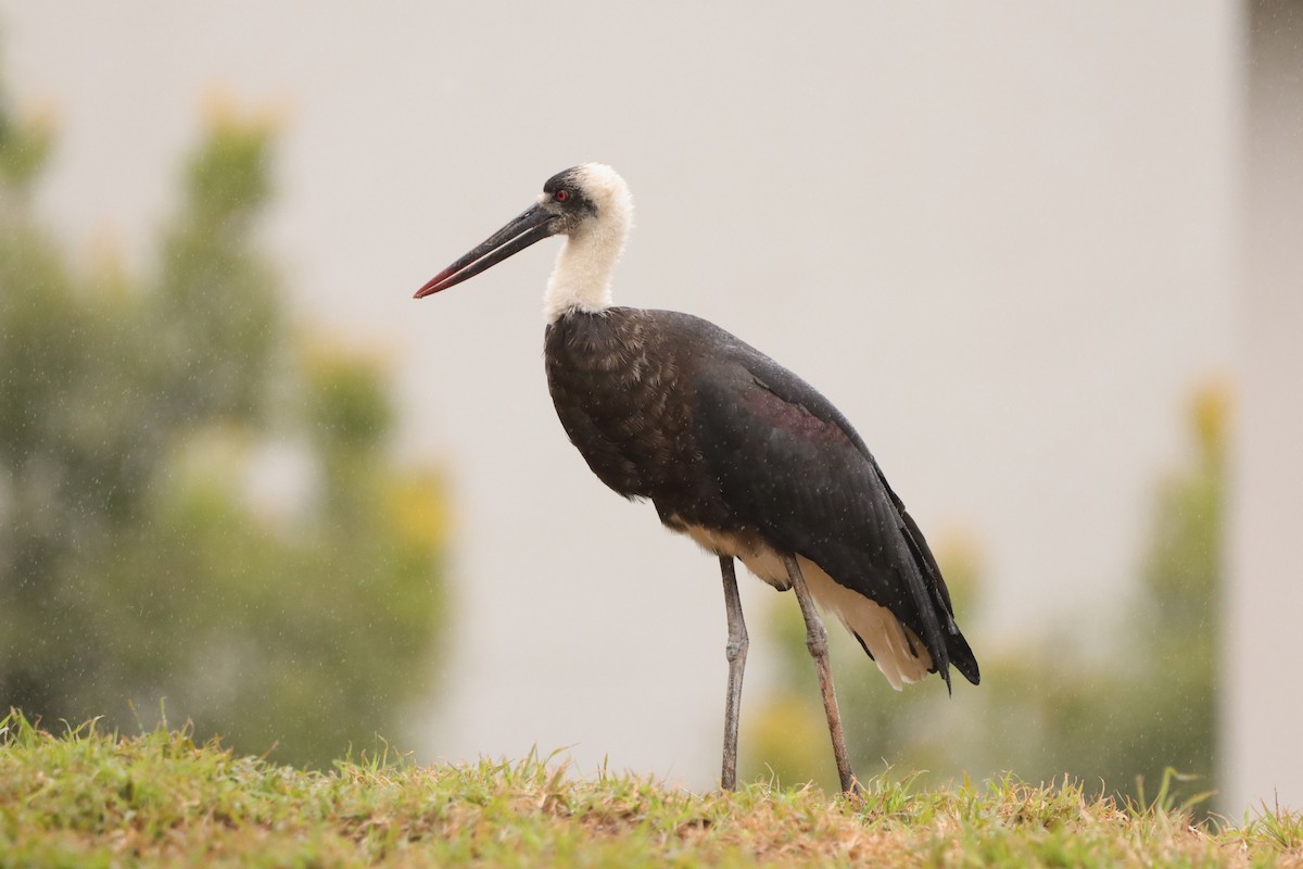 African Woolly-necked Stork - ML642926655