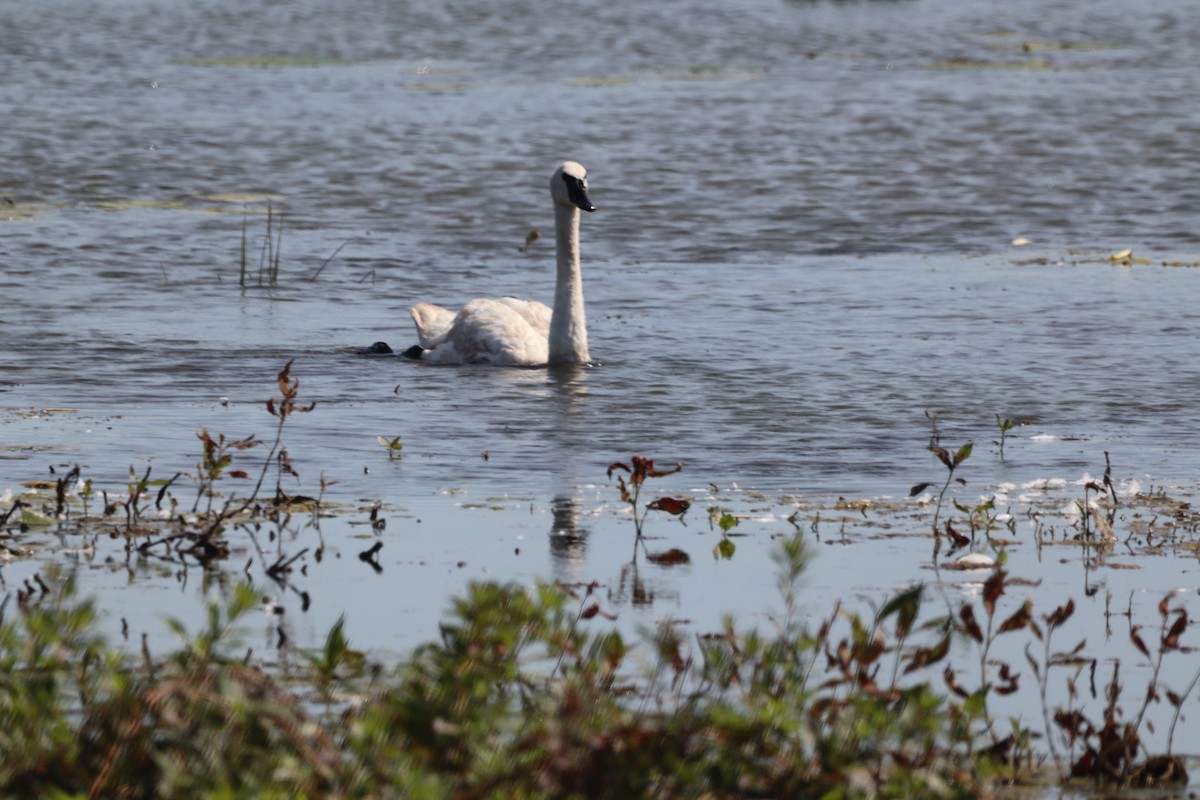 Cisne Trompetero - ML642926660