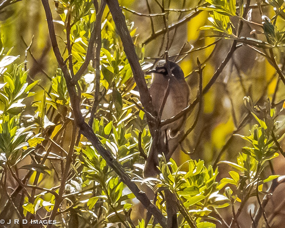 Gray-backed Tachuri - ML642926670