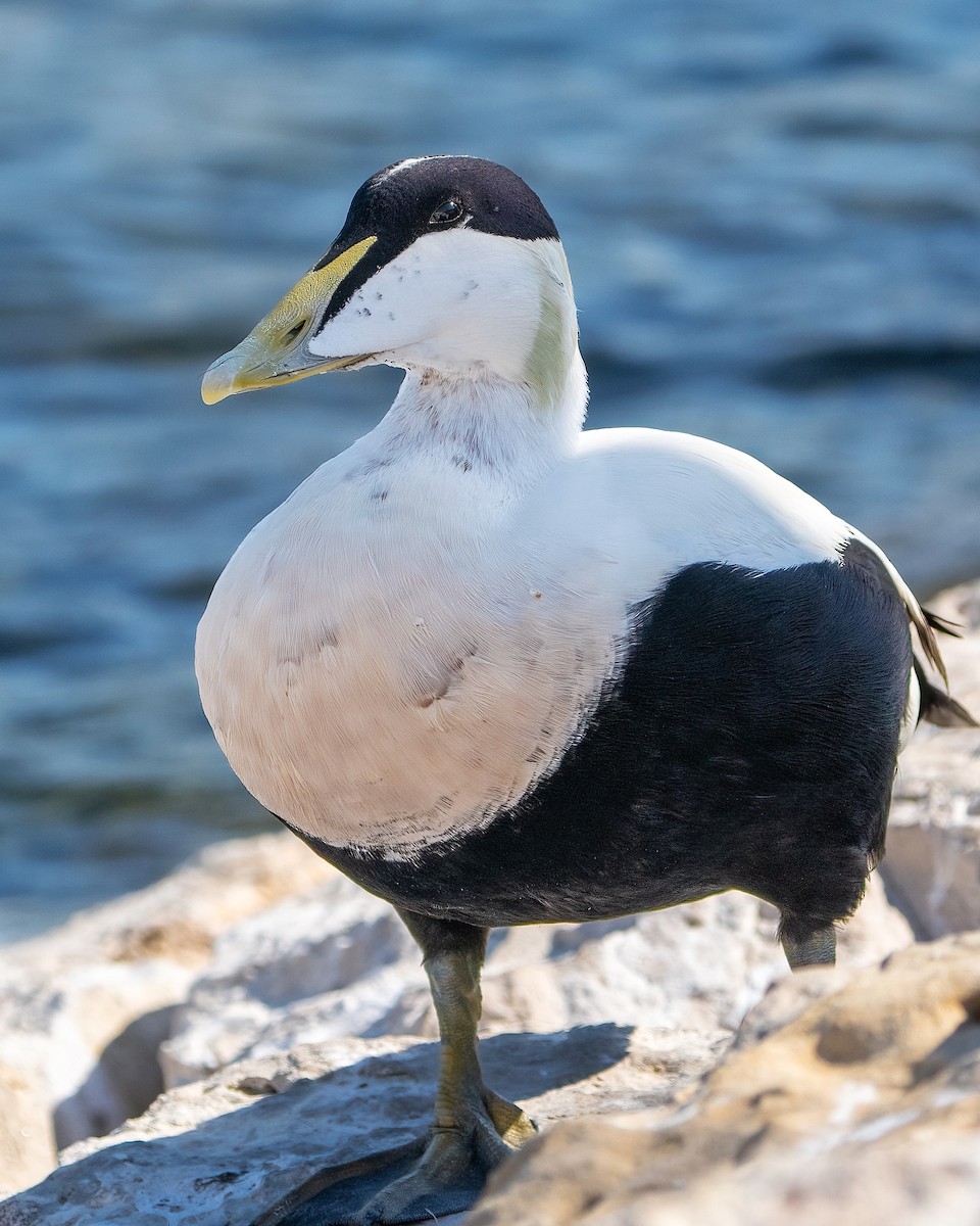 Eider arrunta - ML642926687