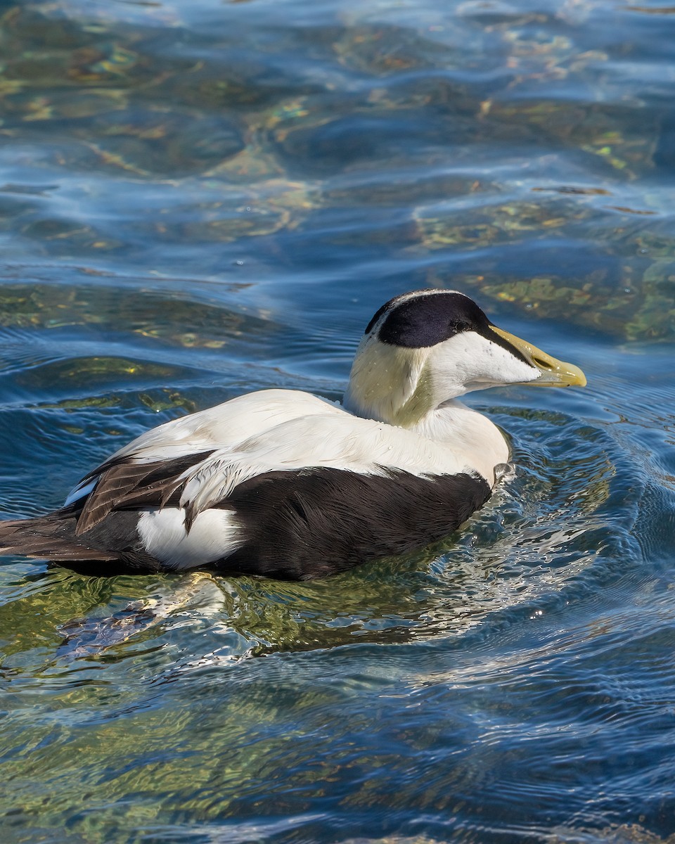 Eider arrunta - ML642926688