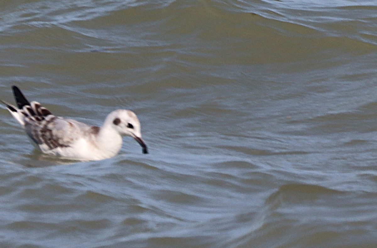 Gaviota de Bonaparte - ML642926704