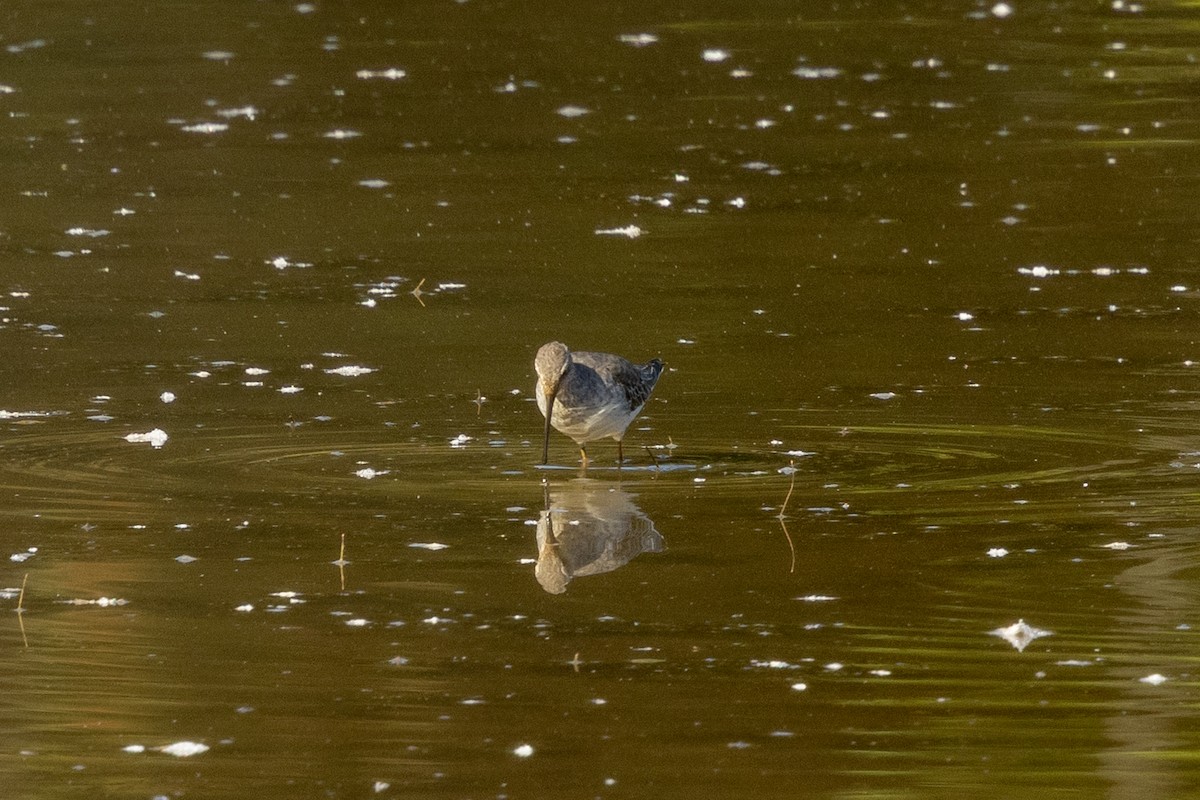 アシナガシギ - ML642926707
