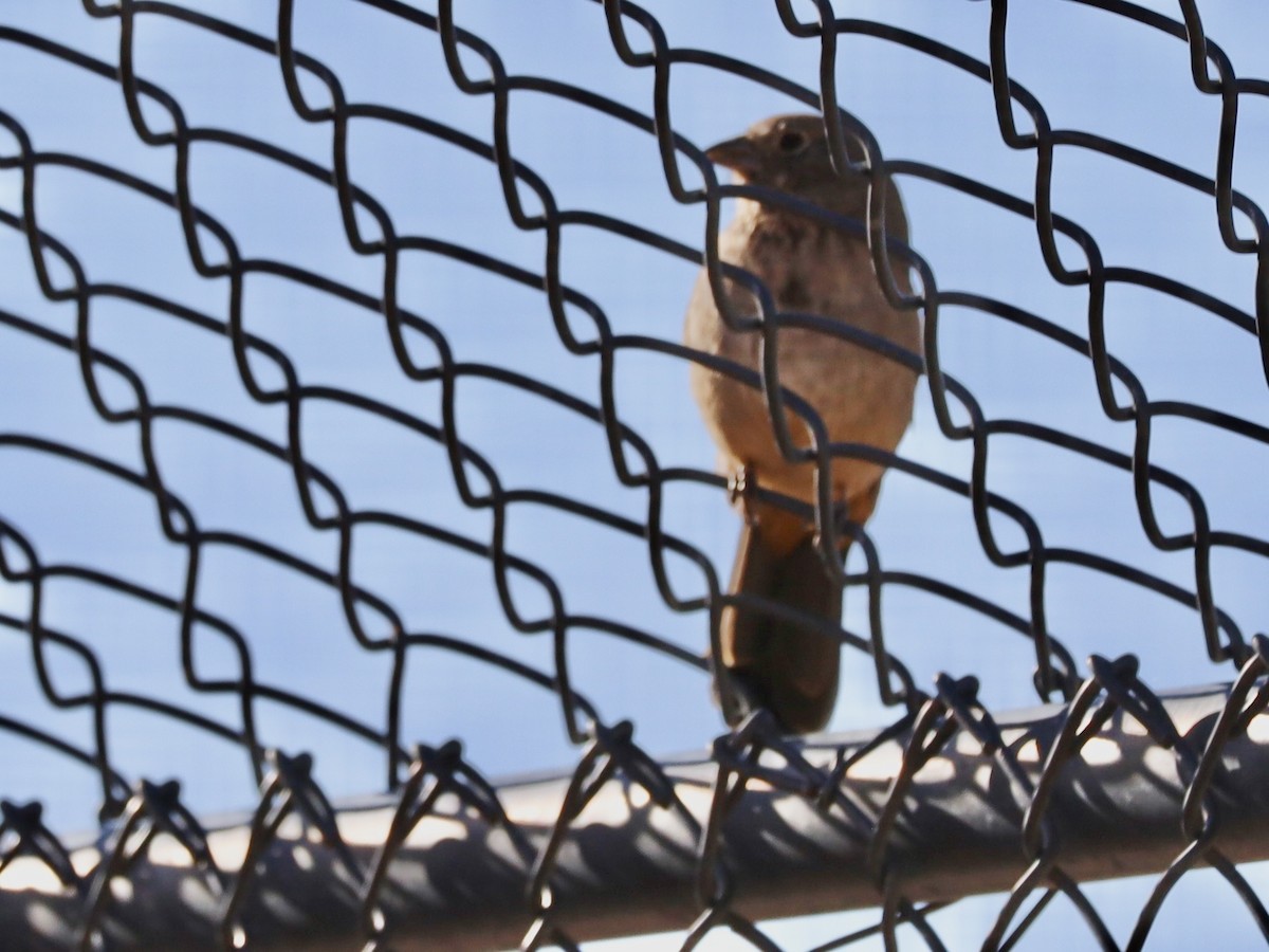 Canyon Towhee - ML642926730