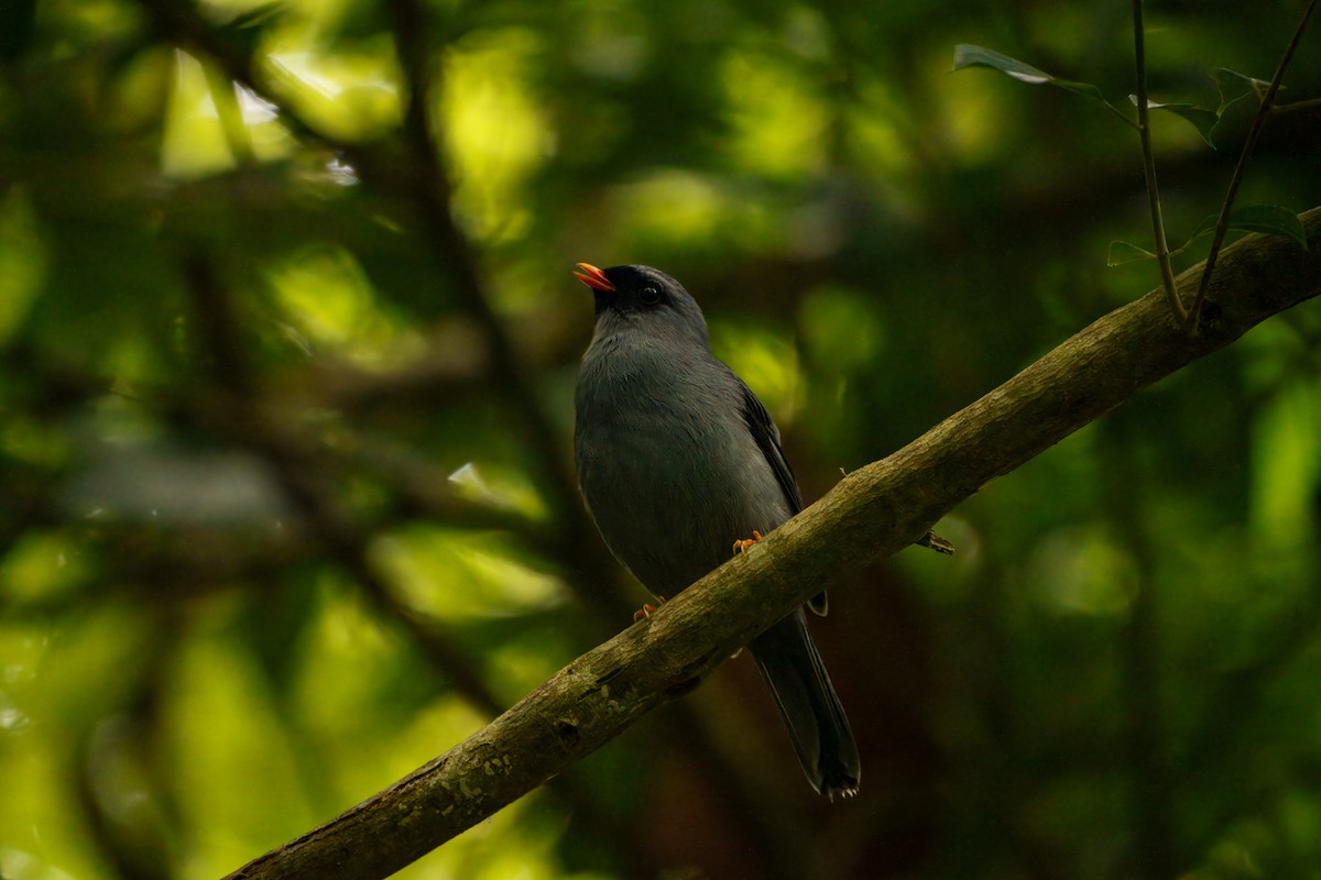 Black-faced Solitaire - ML642926732