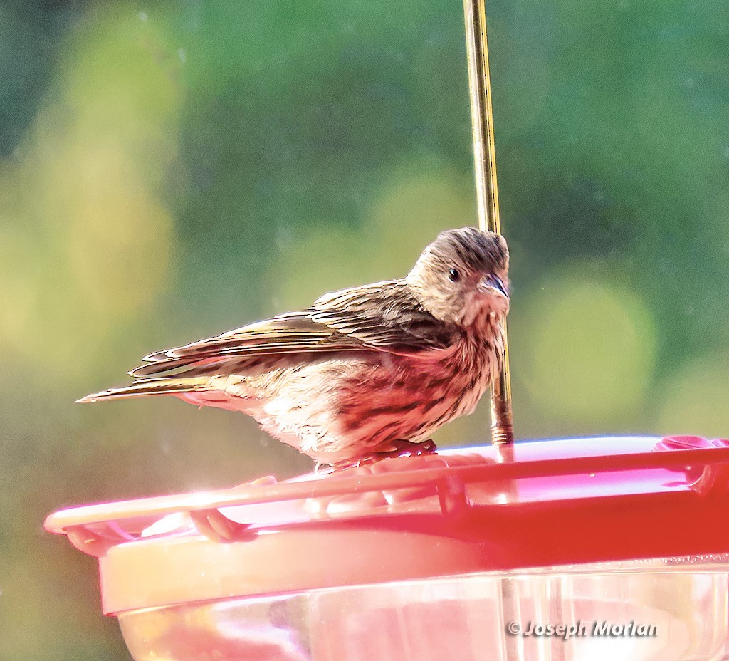 Pine Siskin - ML642926748