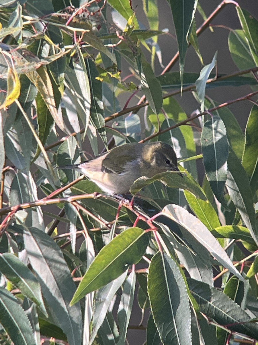 Tennessee Warbler - ML642926749