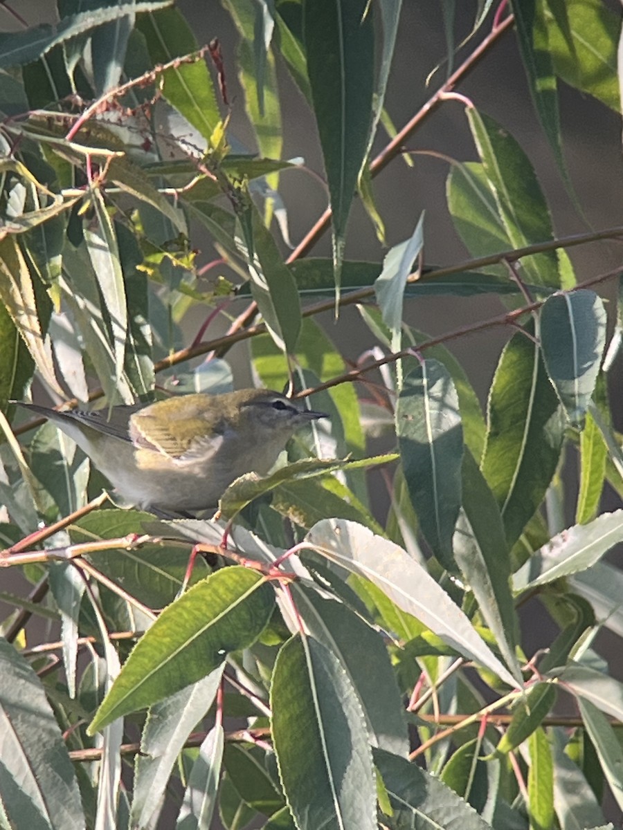 Tennessee Warbler - ML642926750
