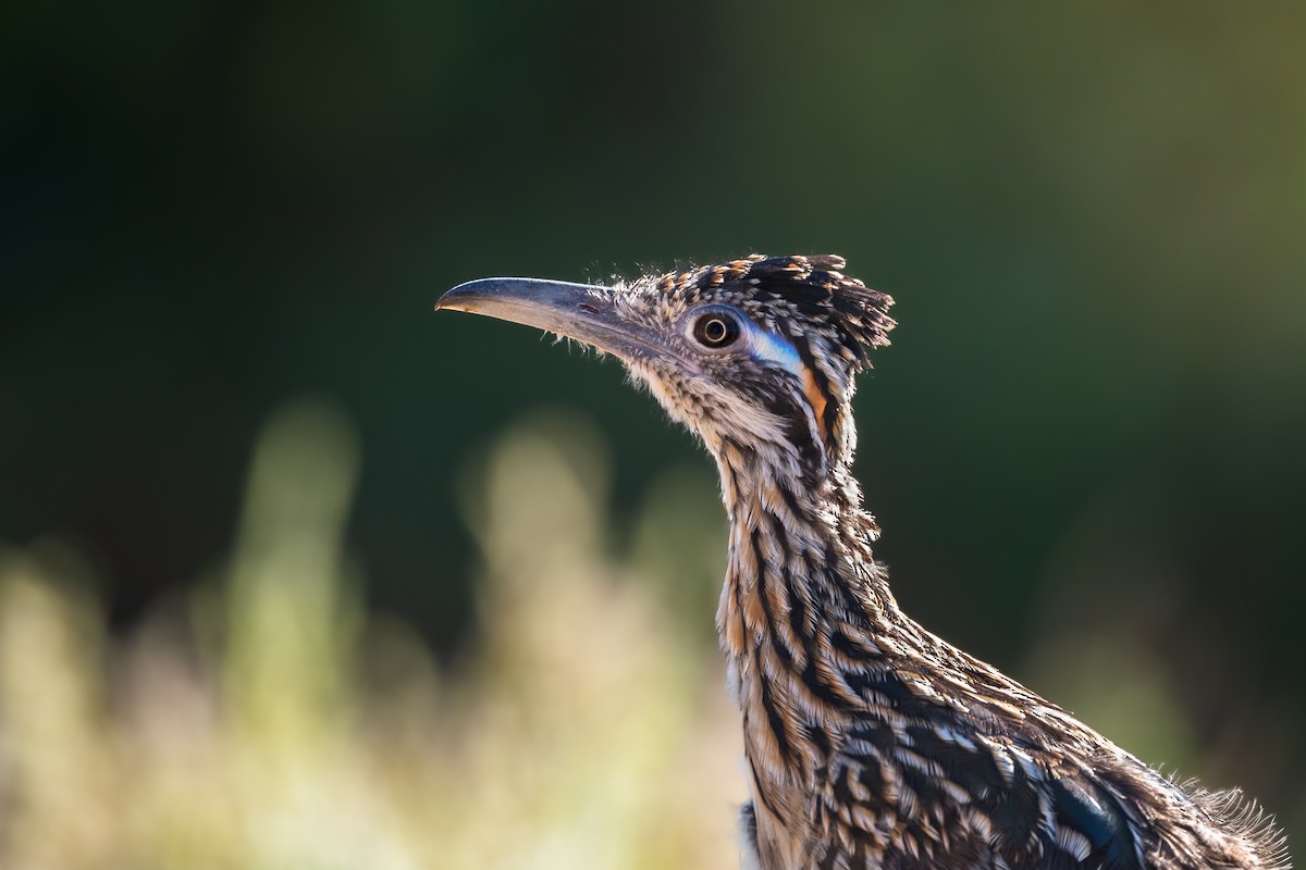Greater Roadrunner - ML642926751