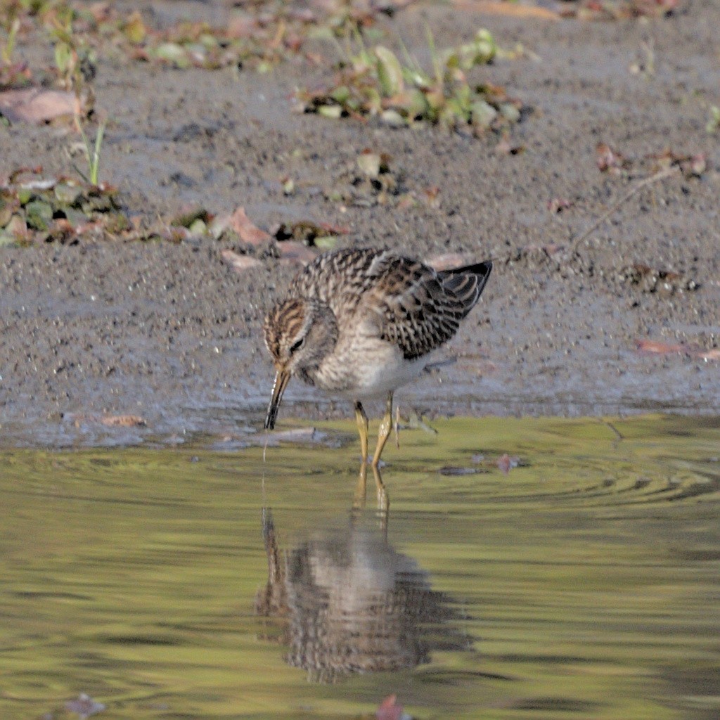 Pectoral Sandpiper - ML642926759