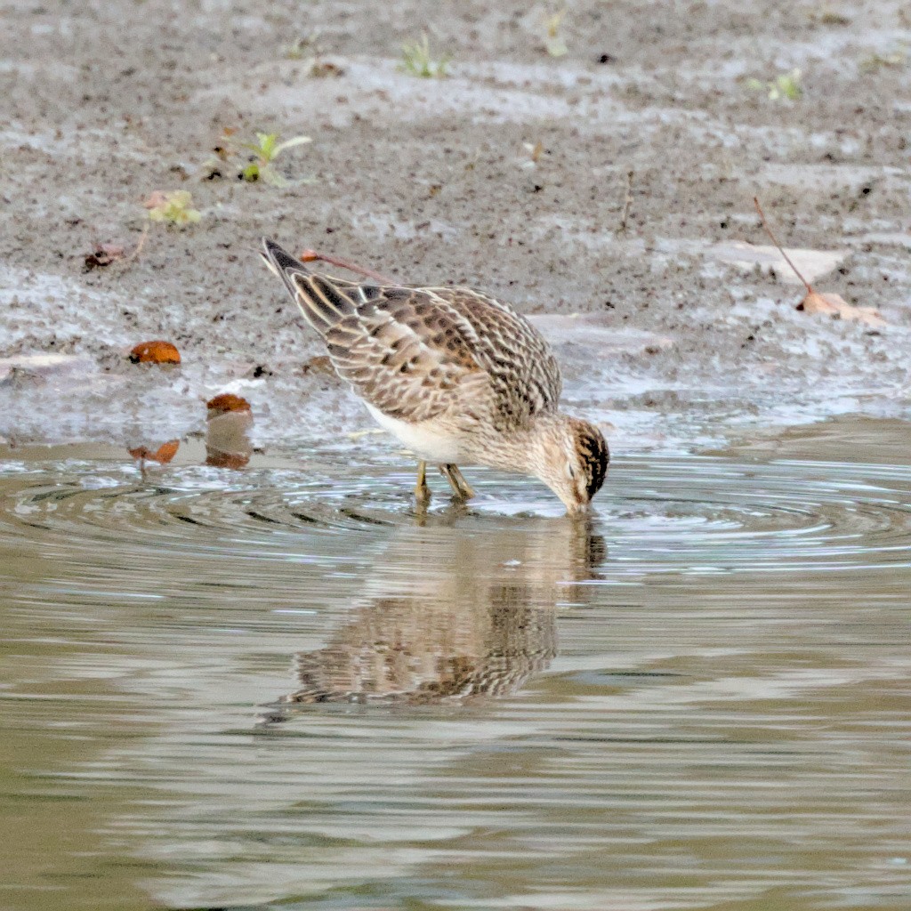 Pectoral Sandpiper - ML642926760