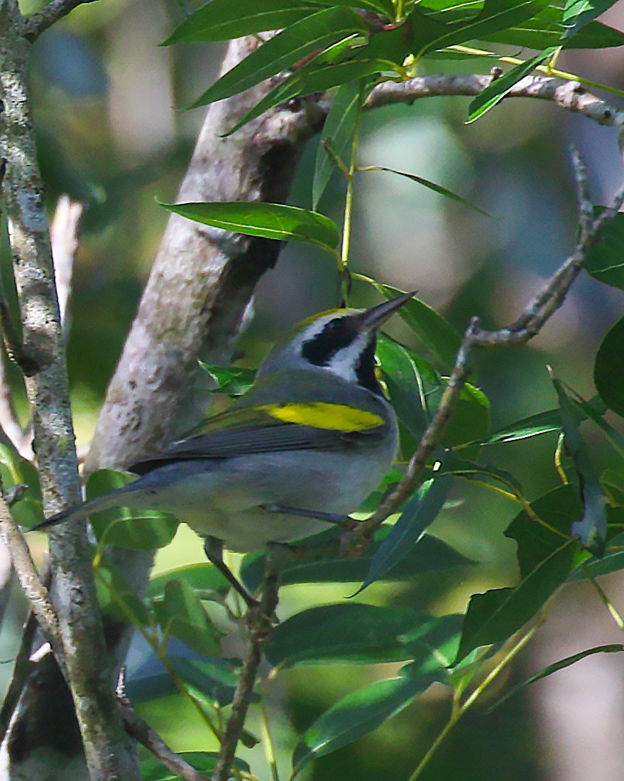 Golden-winged Warbler - ML642926824
