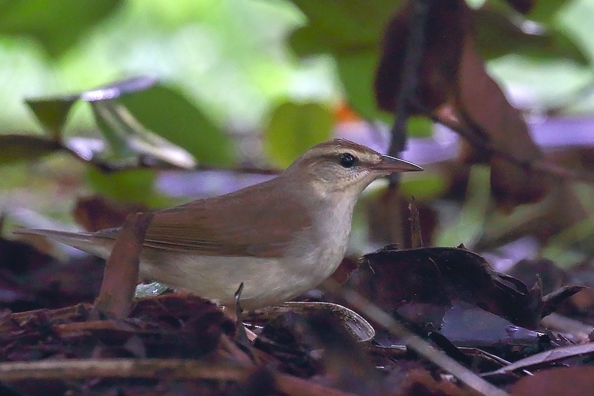 Swainson's Warbler - ML642926826