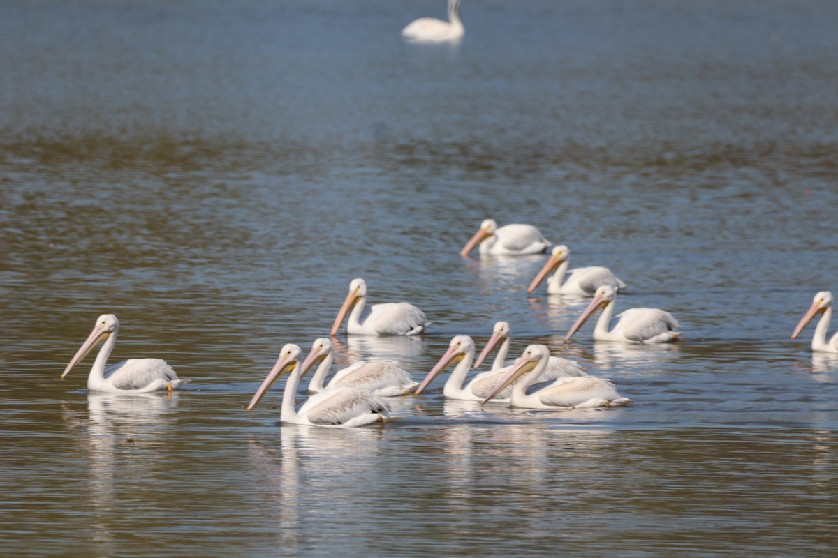 American White Pelican - ML642926866